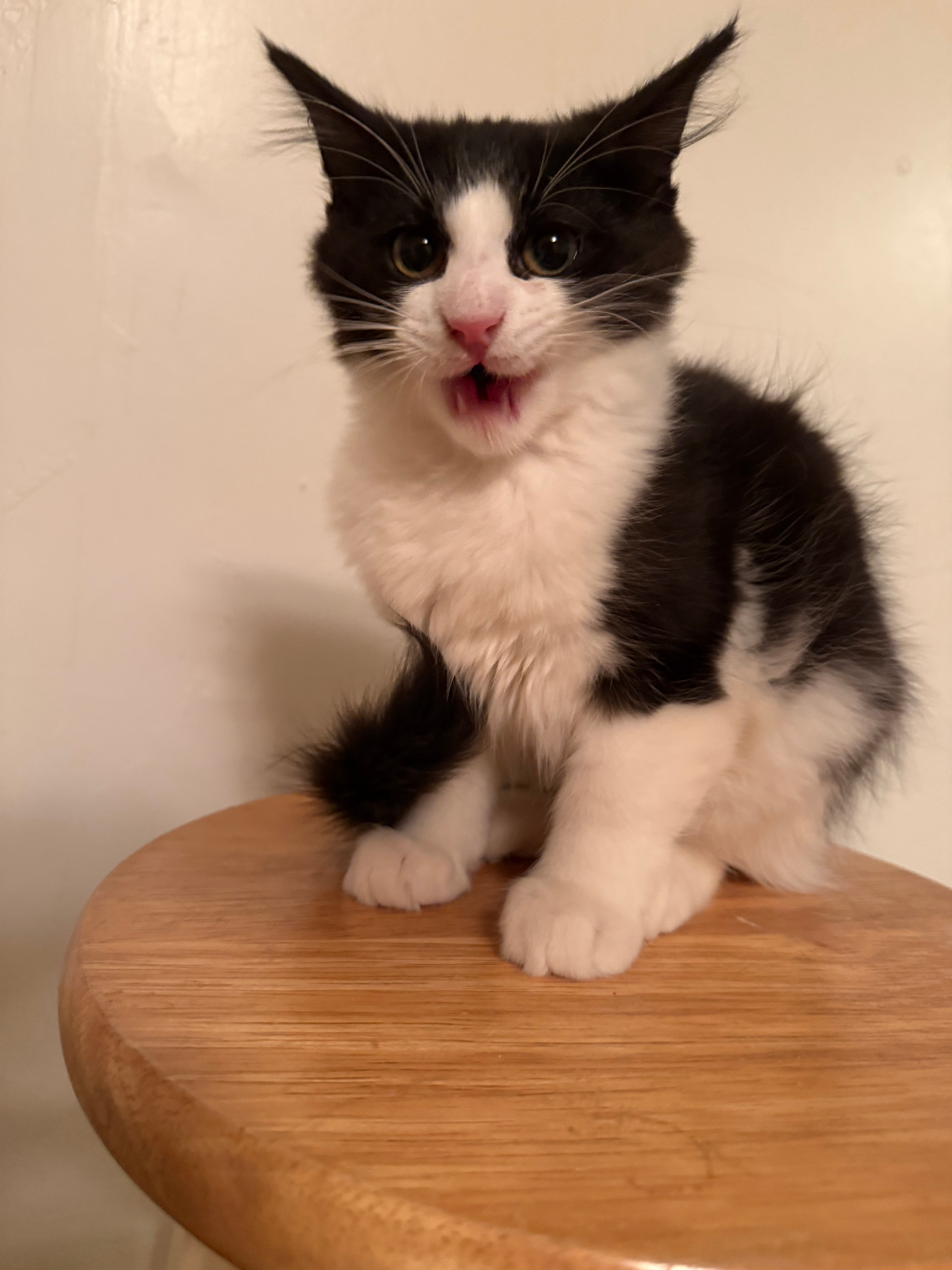 Kitten LaBarbara Available For Meet And Greet From Foster Orphan kitten-labarbara-available-for-meet-and-greet-from-foster-orphan